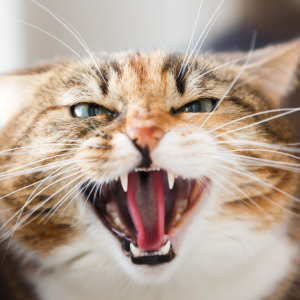 A closeup of an aggressive cat displaying a growl.