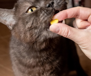 cats medication